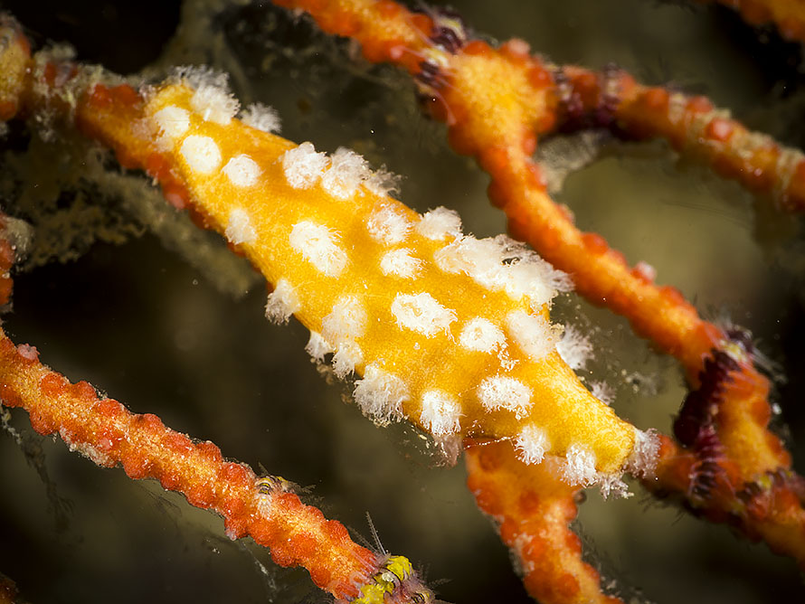 Dentiovula eizoi